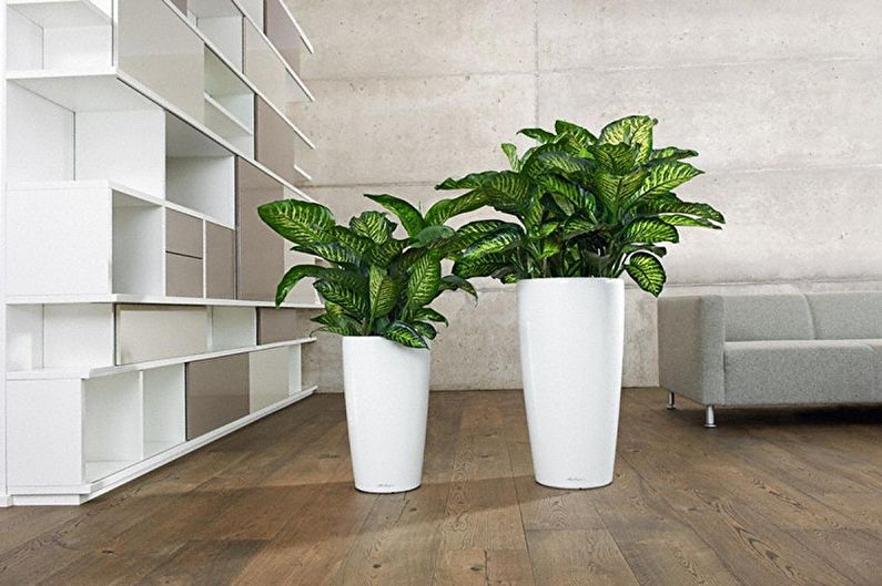 What kind of flowers can not be kept at home - Dieffenbachia