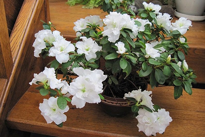 What flowers can not be kept at home - Azalea