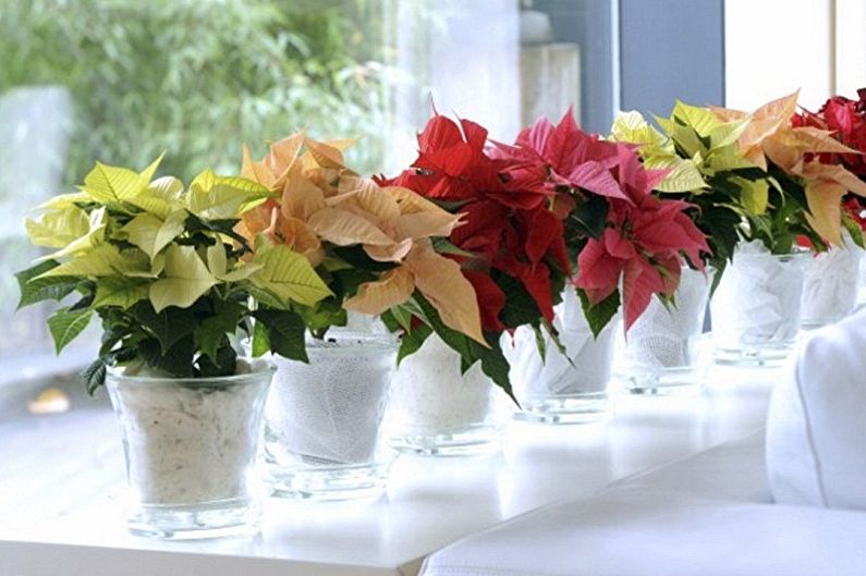 What kind of flowers can not be kept at home - Poinsettia