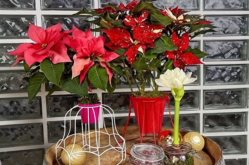 What kind of flowers can not be kept at home - Poinsettia
