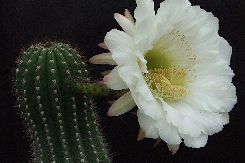 What flowers can not be kept at home - Trichocereus