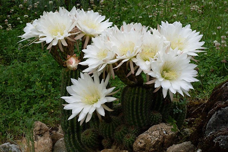What flowers can not be kept at home - Trichocereus