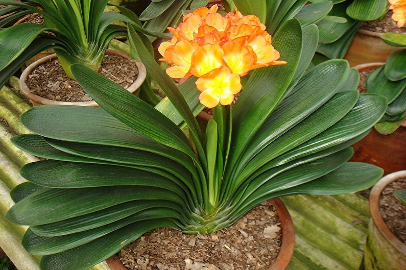 What kind of flowers can not be kept at home - Clivia