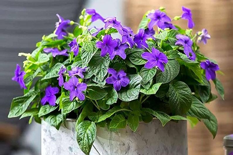 What flowers can not be kept at home - Brovallia