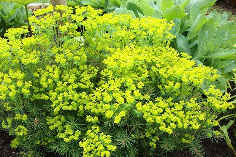 What flowers can not be kept at home - Euphorbia