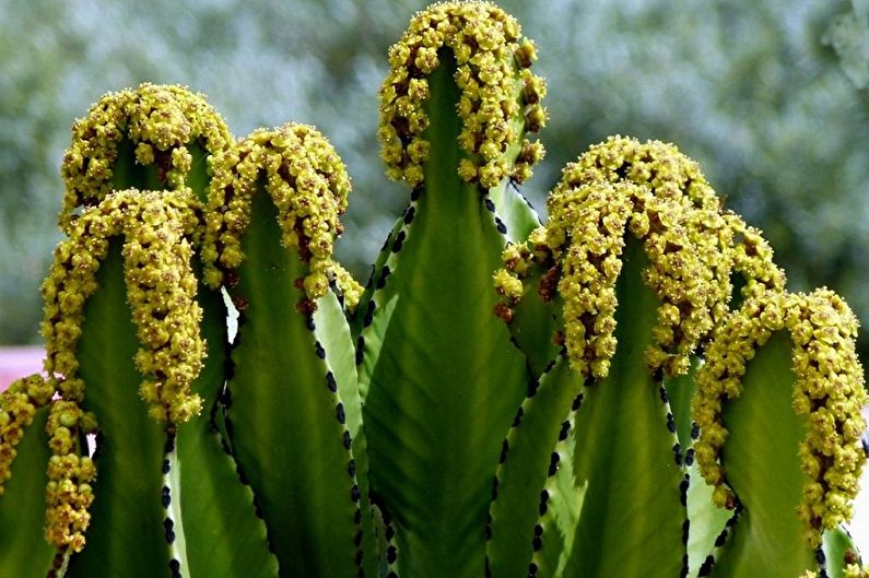 What flowers can not be kept at home - Euphorbia