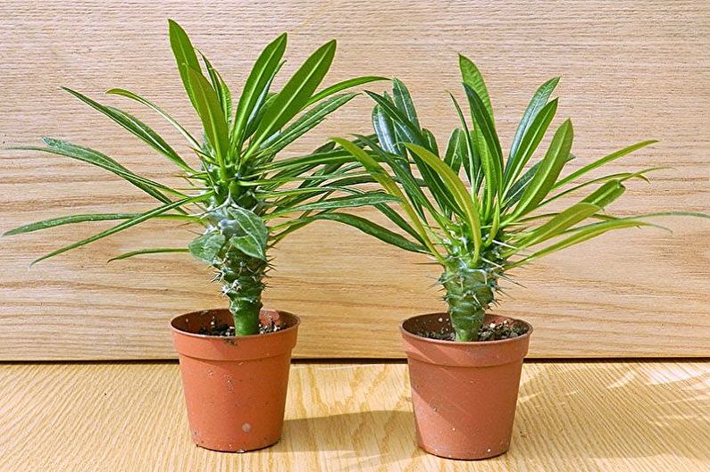 What flowers can not be kept at home - Pachypodium Lamera