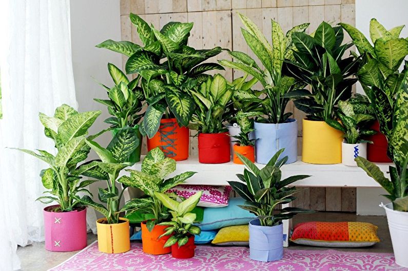 What flowers can not be kept at home - Popular signs about unwanted indoor plants