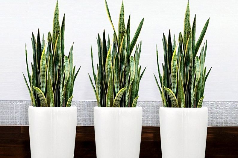 What flowers can not be kept at home - Popular signs about unwanted indoor plants