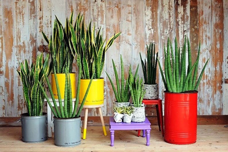 Flower Feng Shui - What kind of flowers can not be kept in the house