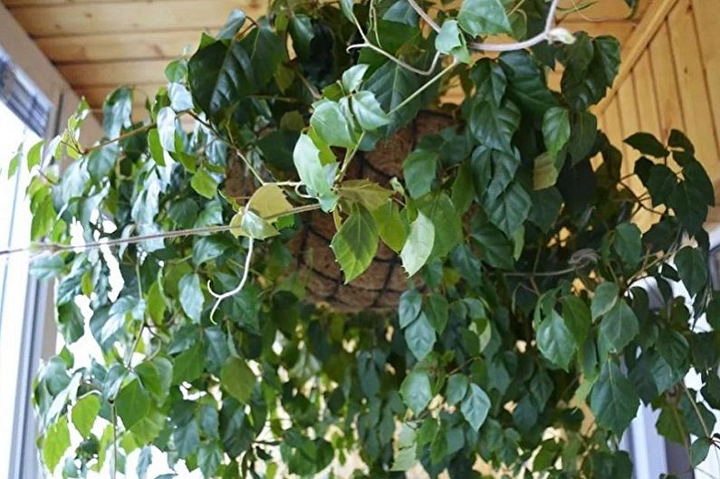 Cissus - Climbing indoor plants, decorative small-leaved