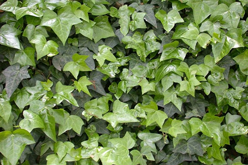 Common ivy - Indoor plants, decorative small-leaved
