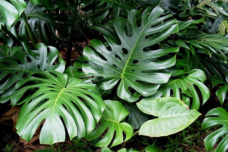 Monstera - Indoor Indoor Plants