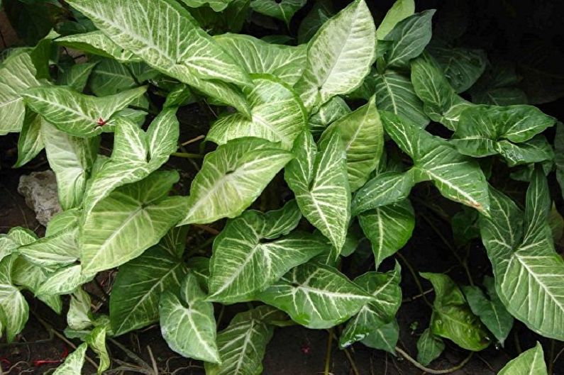 Syngonium - Indoor plants, ornamental and deciduous