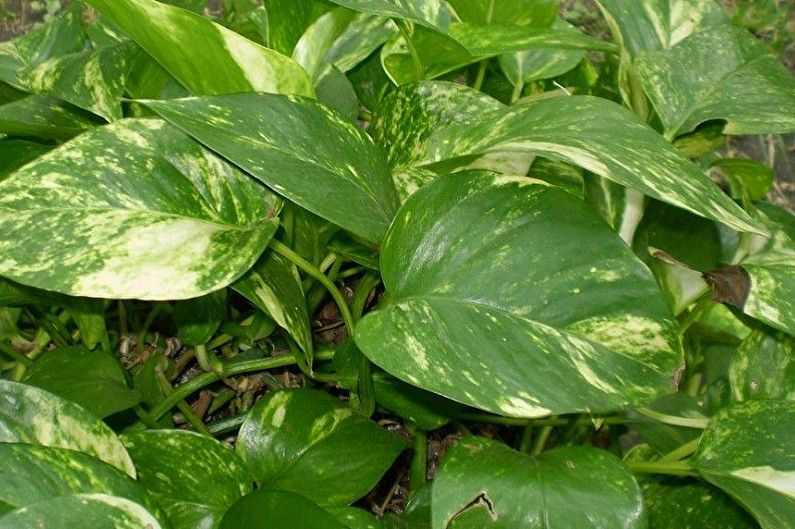 Climbing philodendron - Climbing indoor plants, large-leaved decorative