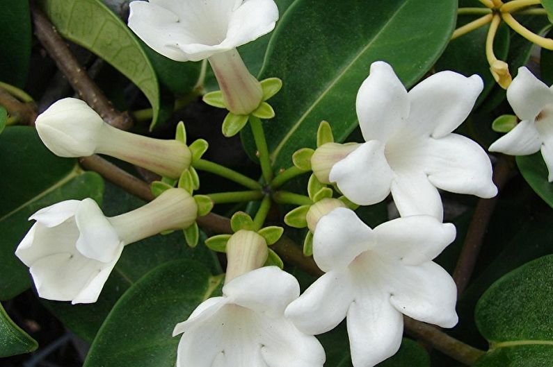 Stefanotis - Climbing houseplants that bloom