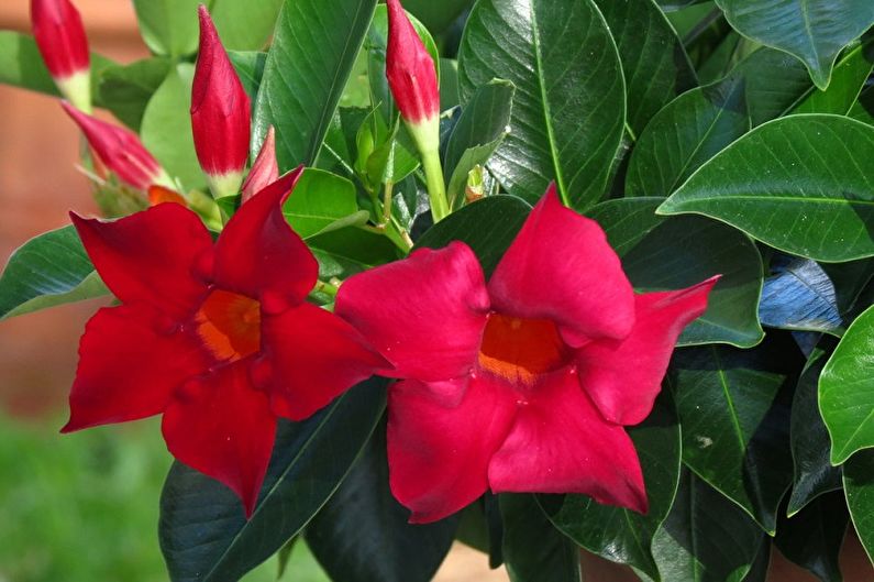 Diplomacy - Climbing indoor plants that bloom