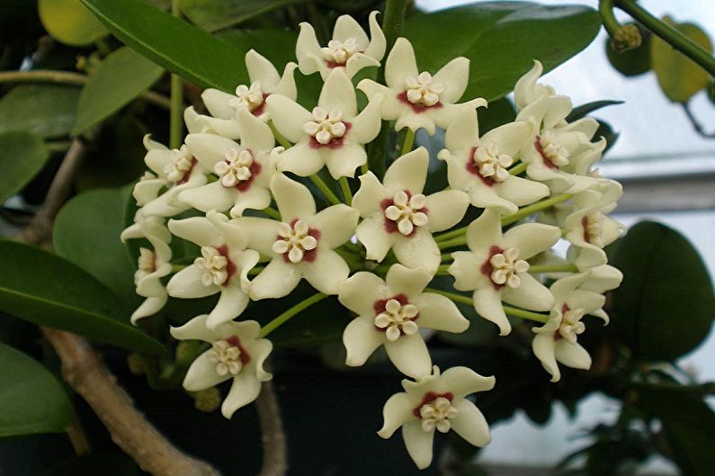 Hoya - Curly houseplants that bloom