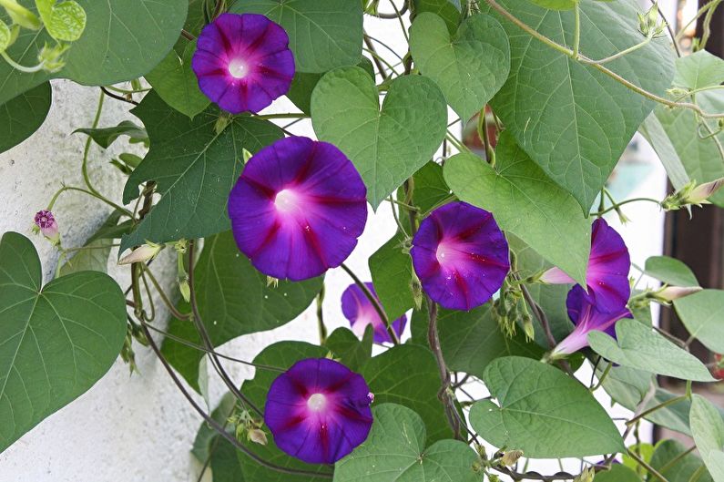 Ipomoea tricolor - climbing plants that bloom