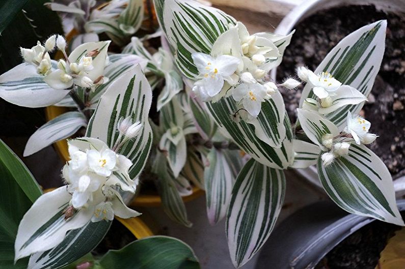 Tradescantia - Climbing houseplants that bloom