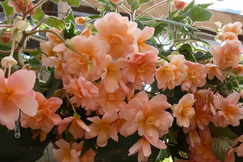 Ampel begonia - Climbing indoor plants, particularly demanding indoor creepers