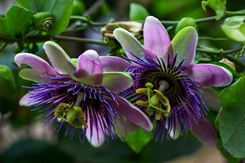 Passiflora - Climbing indoor plants, particularly demanding indoor creepers