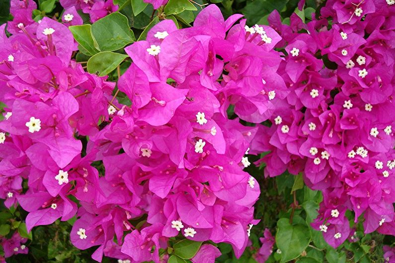 Bougainvillea - Climbing indoor plants, particularly demanding indoor creepers