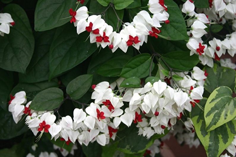 Clerodendron - Climbing indoor plants, particularly demanding indoor creepers
