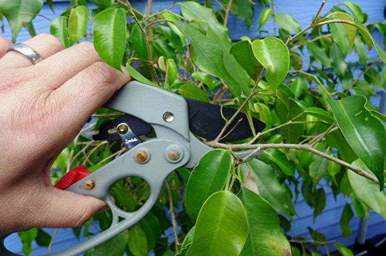 Climbing Houseplants - Formation