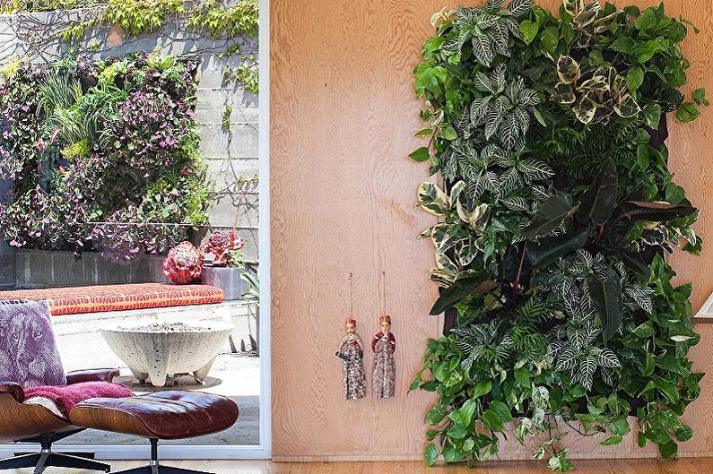 Curly houseplants - photo