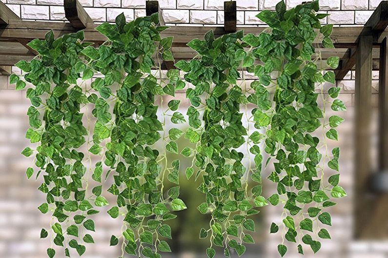 Curly houseplants - photo