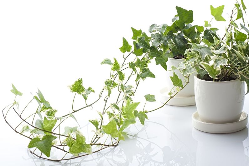 Curly houseplants - photo