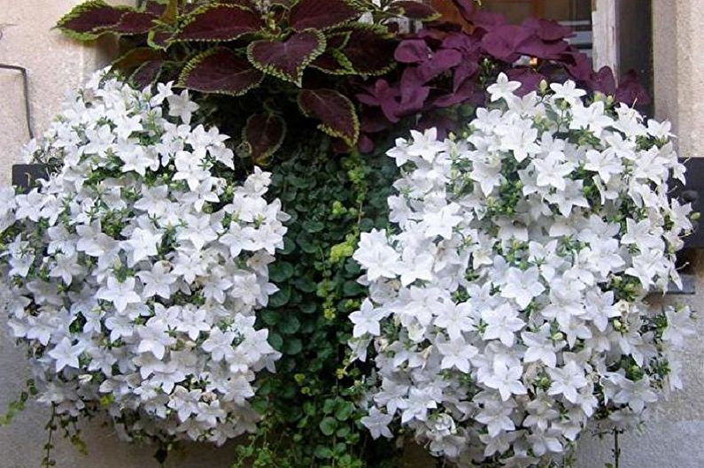 Curly houseplants - photo