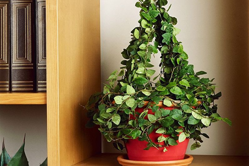 Curly houseplants - photo
