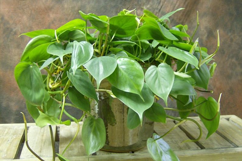Curly houseplants - photo