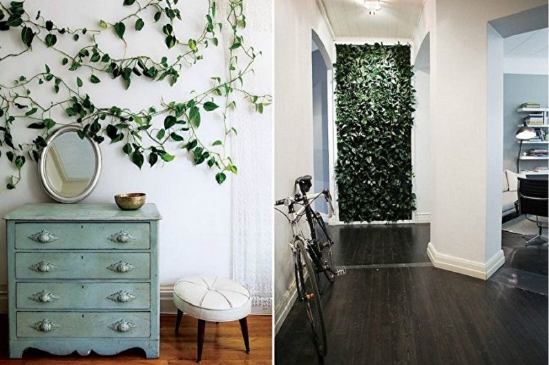 Curly houseplants - photo