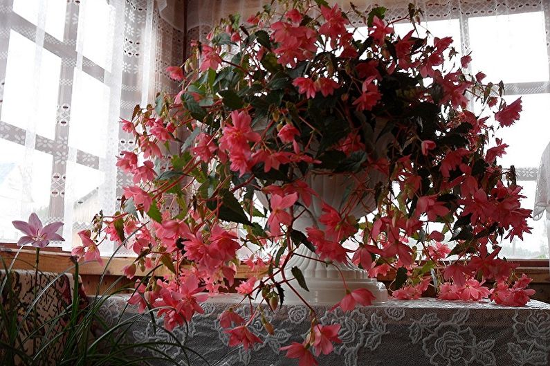 Curly houseplants - photo