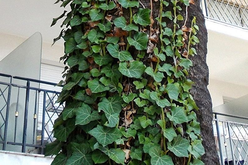 Curly houseplants - photo