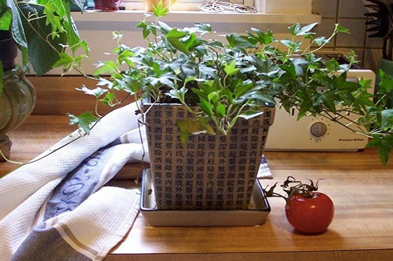 Curly houseplants - photo