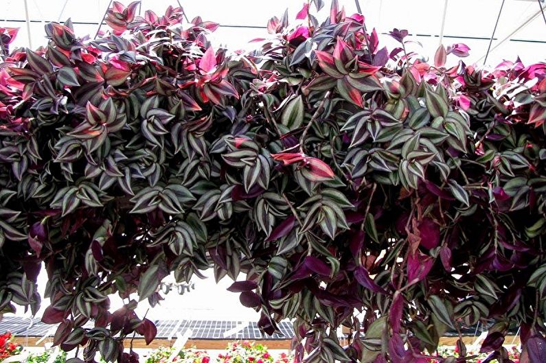 Curly houseplants - photo