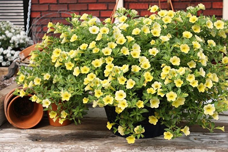 Curly houseplants - photo