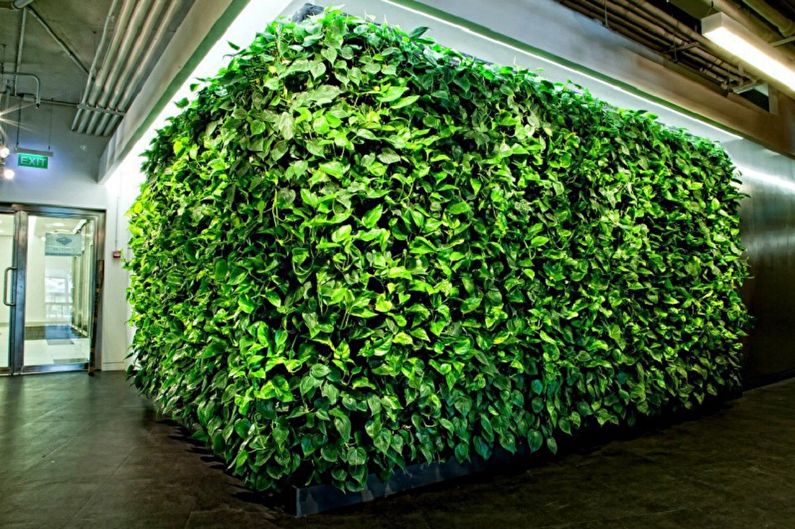 Curly houseplants - photo