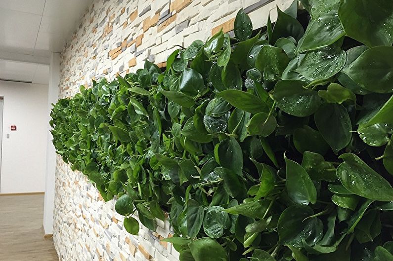 Curly houseplants - photo