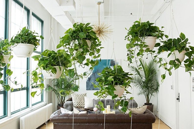 Curly houseplants (75+ photos)