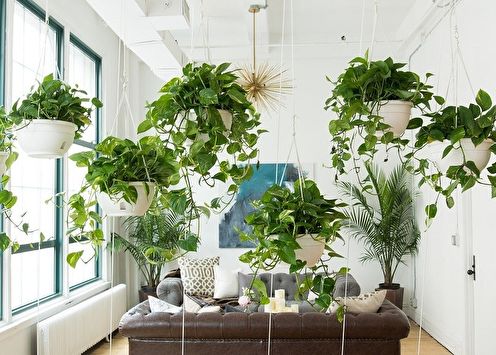 Curly houseplants (75+ photos)