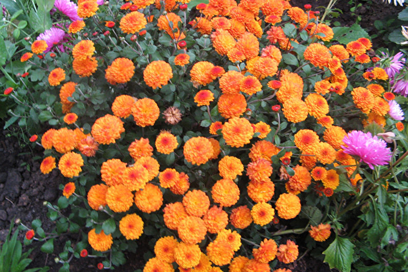 Classification and types of chrysanthemums