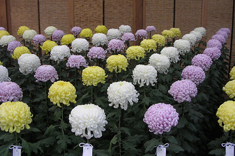 Reproduction and transplanting of chrysanthemums