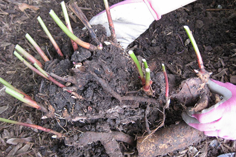How to care for chrysanthemums