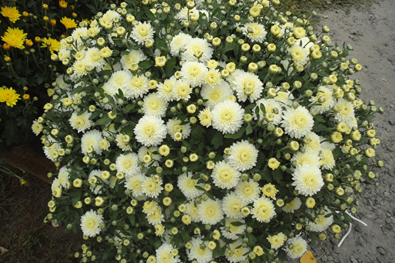 How to care for chrysanthemums