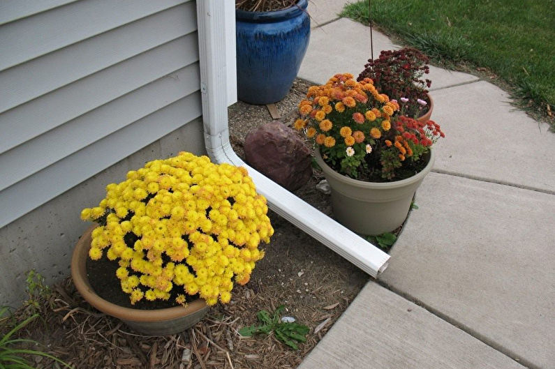 Chrysanthemums - Pest and Disease Control